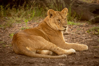 View of a cat sitting on land