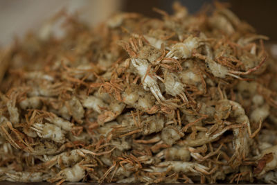 Close-up of dried plant