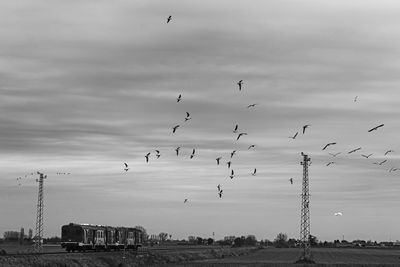 Birds flying in sky