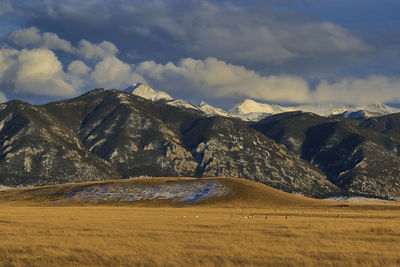 Antelope roaming a field in front of the madison mountain range