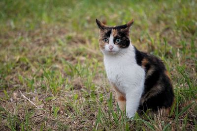 Portrait of a cat on field