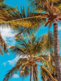 Low angle view of palm tree against sky