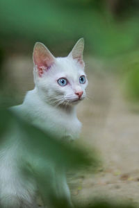 Portrait of white cat