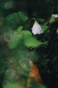 Close-up of snowdrop blooming outdoors