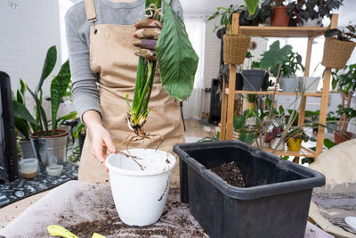 Close-up of potted plant in greenhouse