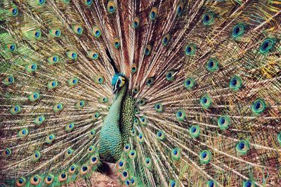 Portrait of peacock