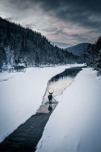 Deer walking on wet road amidst snow against cloudy sky