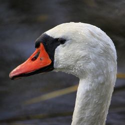 Close-up of swan in lake