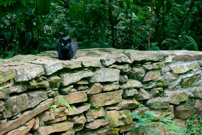 Portrait of lizard on stone wall