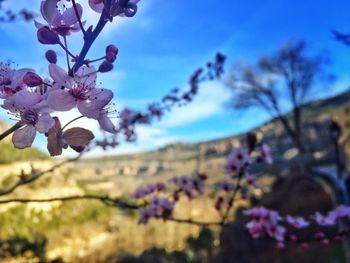 Close-up of flowers against blue sky