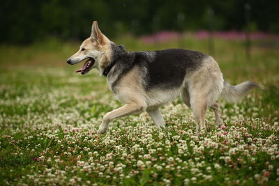 Dog running on field