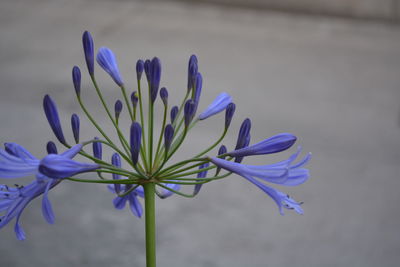 Close-up of purple crocus flowers