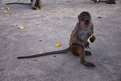 Macaque long tailed monkey close-up phuket town river genus macaca cercopithecinae thailand asia