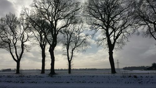 Bare trees on snow covered landscape