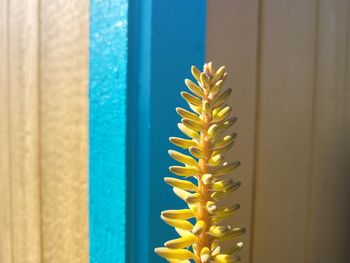 Close-up of yellow cactus plant against wall