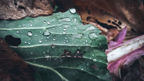 Close-up of raindrops on leaves