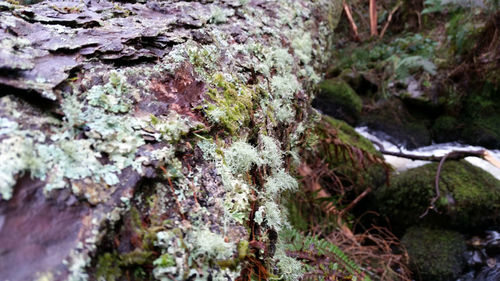 Close-up of moss growing on tree trunk