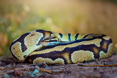 Close-up of lizard