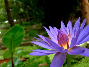 Close-up of flower blooming outdoors