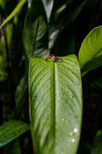 Close-up wedding rings on wet green leaf