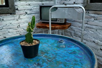 Close-up of small potted plant on table