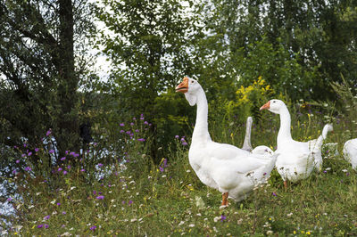 View of birds on field