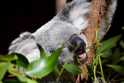 Close-up of an animal