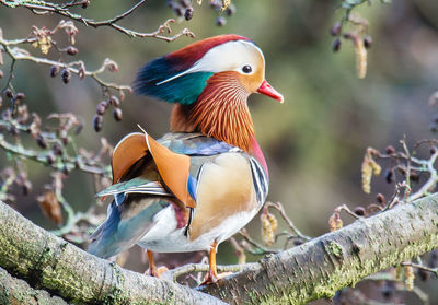 Close-up of mandarin duck perching on branch