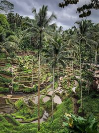Scenic view of farm against sky