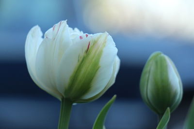 Close-up of white flowering plant