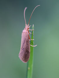 Close-up of butterfly on plant