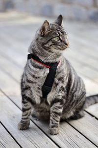 Cat looking away on boardwalk