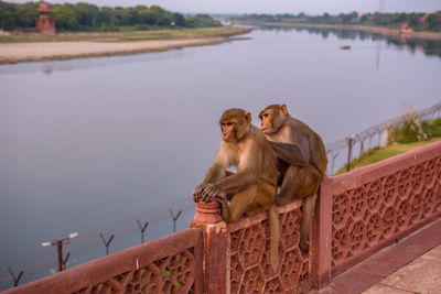 Monkey on rock against sky