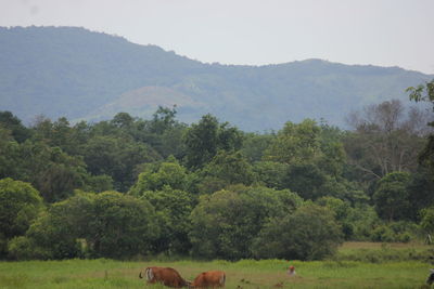 Scenic view of trees on field