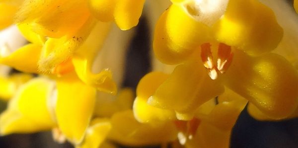 Close-up of yellow flower