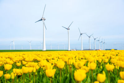 Scenic view of sunflower field against sky