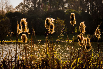 Grass in the lake