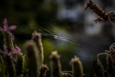 Close-up of spider web on plant