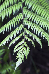 Close-up of fern leaves