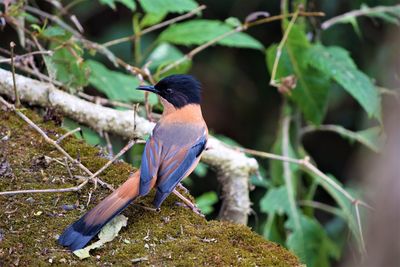 Close-up of bird perching on plant