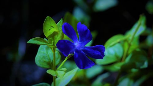 Close-up of blue flower blooming outdoors