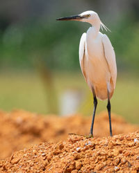 Little egret shot at malacca malaysia