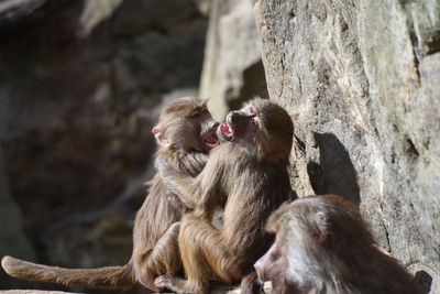 Monkeys by rock formations