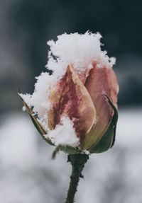 Close-up of frozen plant