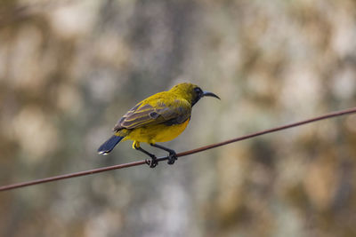 Close-up of bird perching on cable