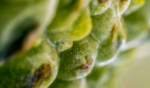 Close-up of leaves