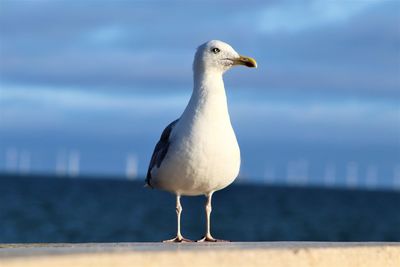 Seagull perching on a sea against sky