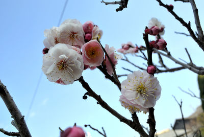 Low angle view of cherry blossom