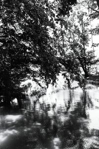 Reflection of trees in water