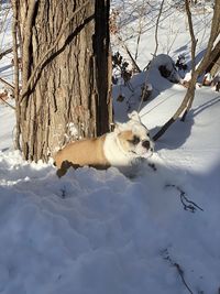 View of dog on snow covered landscape